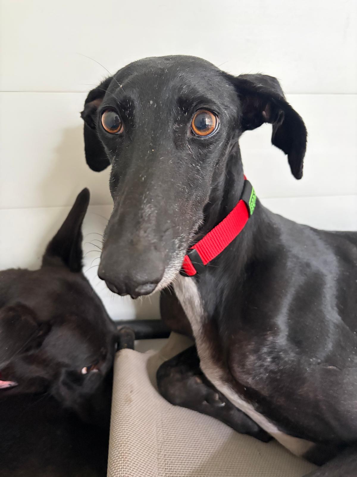 SOS Galgos