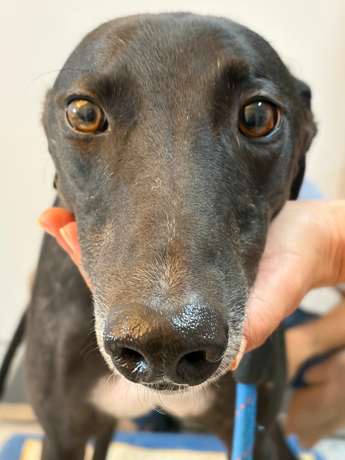 A dog cared for by SOS Galgos