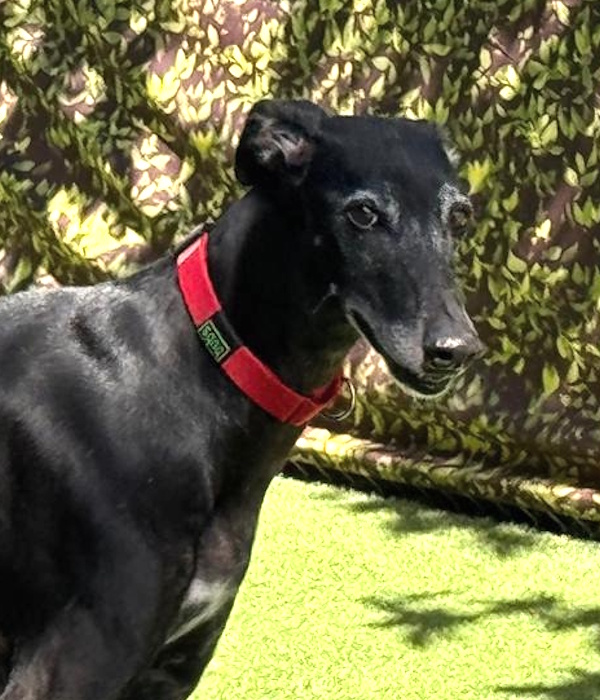 Dogs supported by SOS Galgos