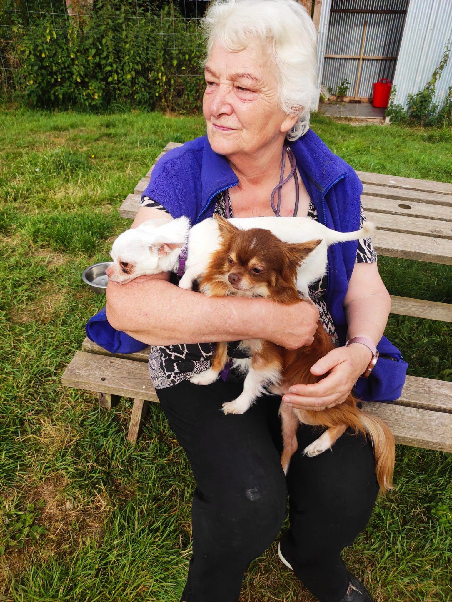 Jan's Dog Rescue carrying out its mission