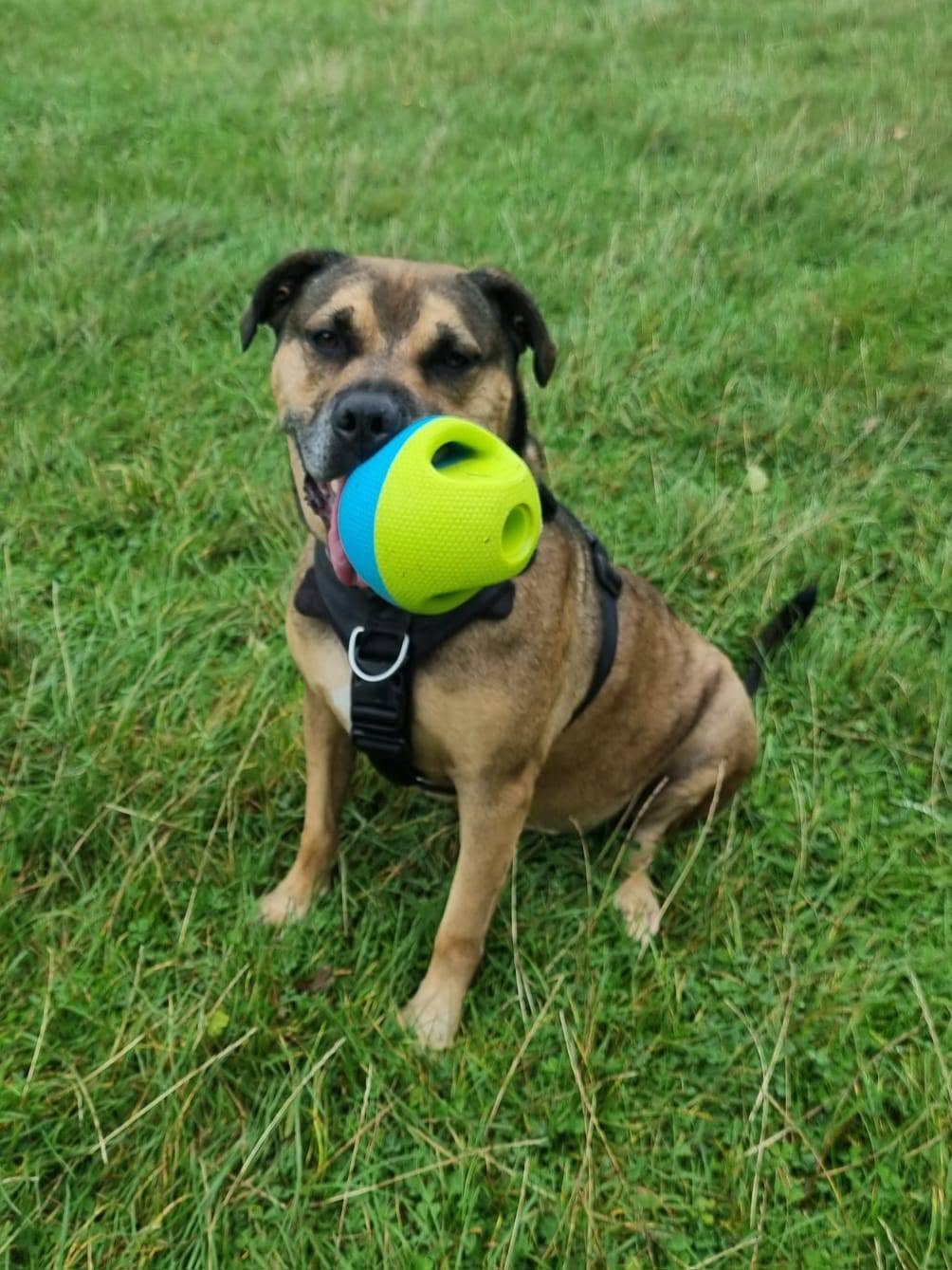 Dogs supported by Jan's Dog Rescue