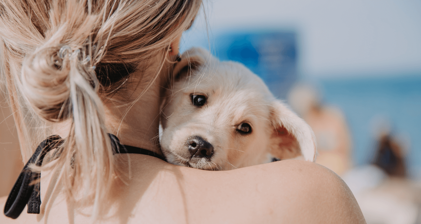 Dogs supported by Bestie Animal Protection Foundation