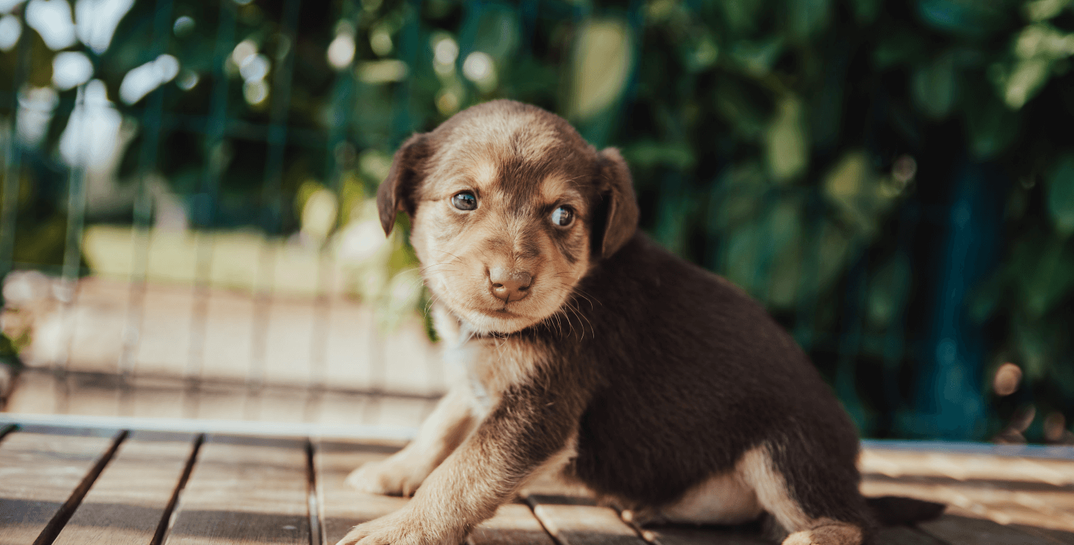 Bestie Animal Protection Foundation carrying out its mission