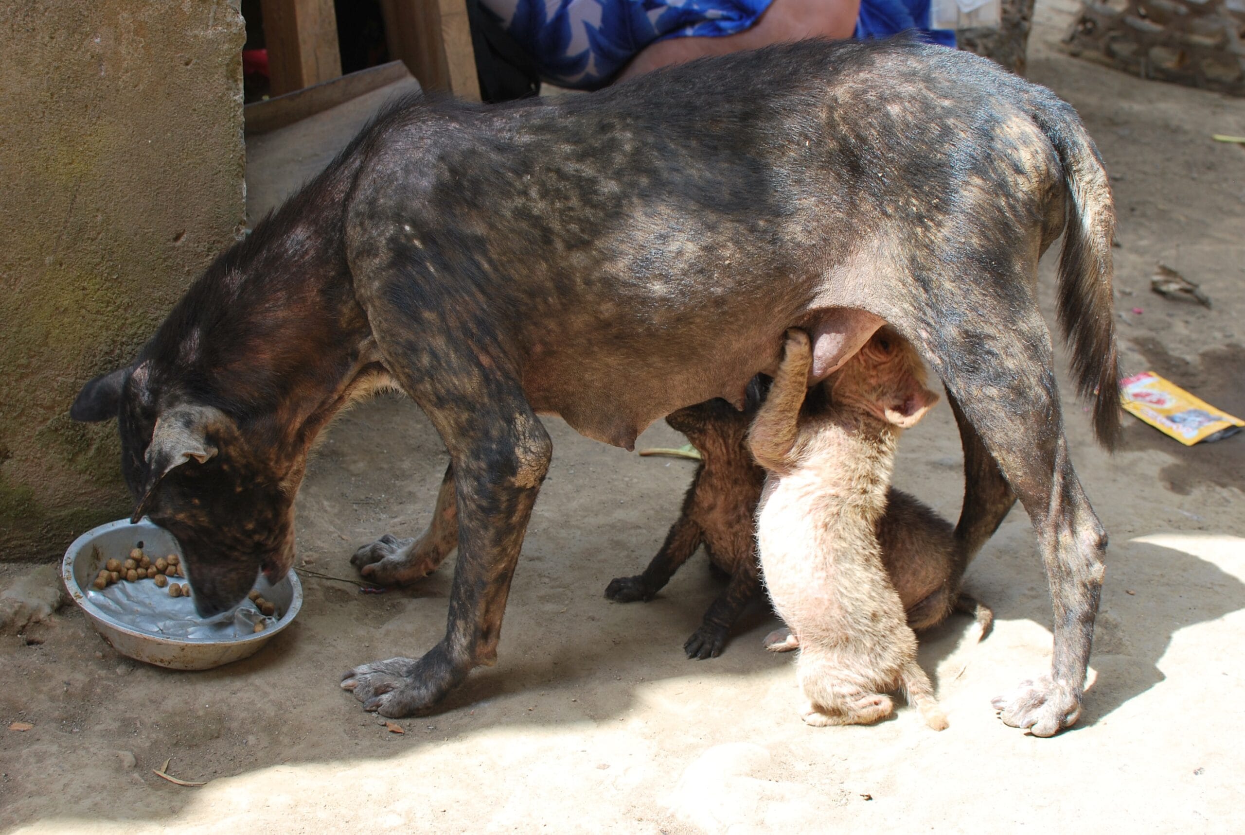 Mission Paws’ible carrying out its mission