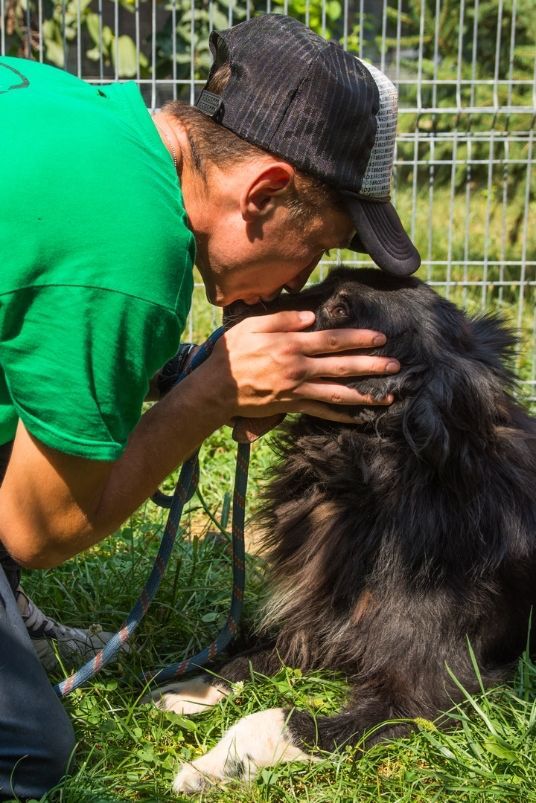 Dogs supported by Speranța Shelter