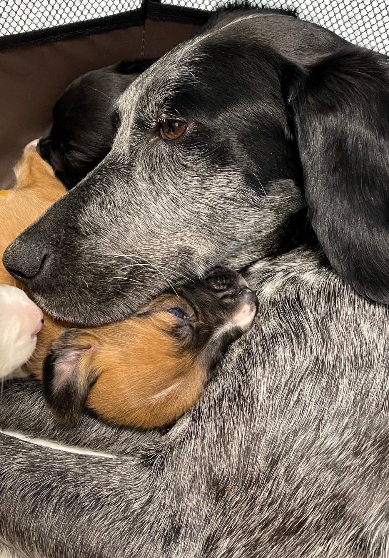 A dog cared for by Speranța Shelter